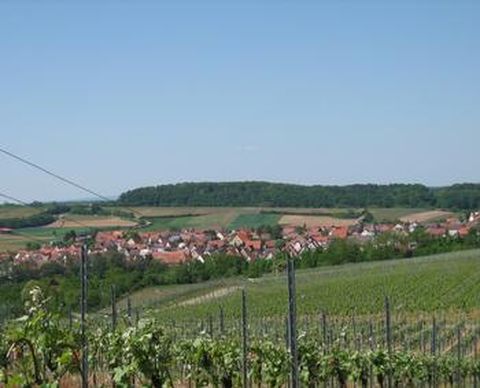 Weinberge soweit das Auge reicht
