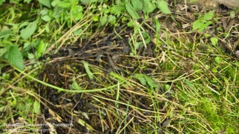 07.06.2025 – Verletzter Turmfalke aus Hausdach