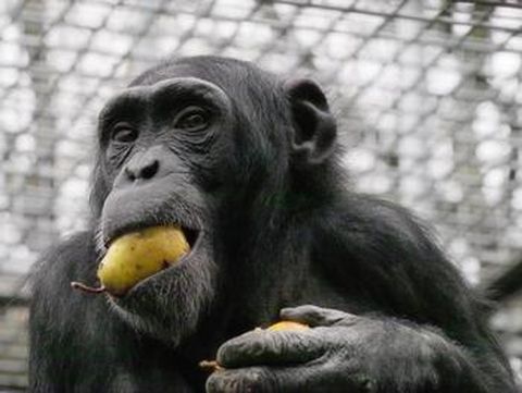 Schimpanse Garibalt, Foto: Leintalzoo