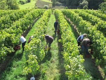Weinlese